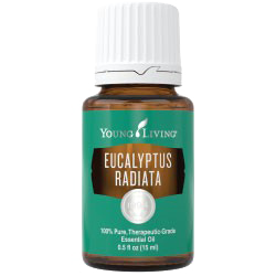 YL Eucalyptus Radiata Essential Oil - BiosenseClinic.ca